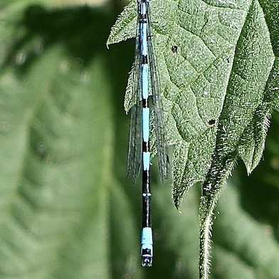 variable